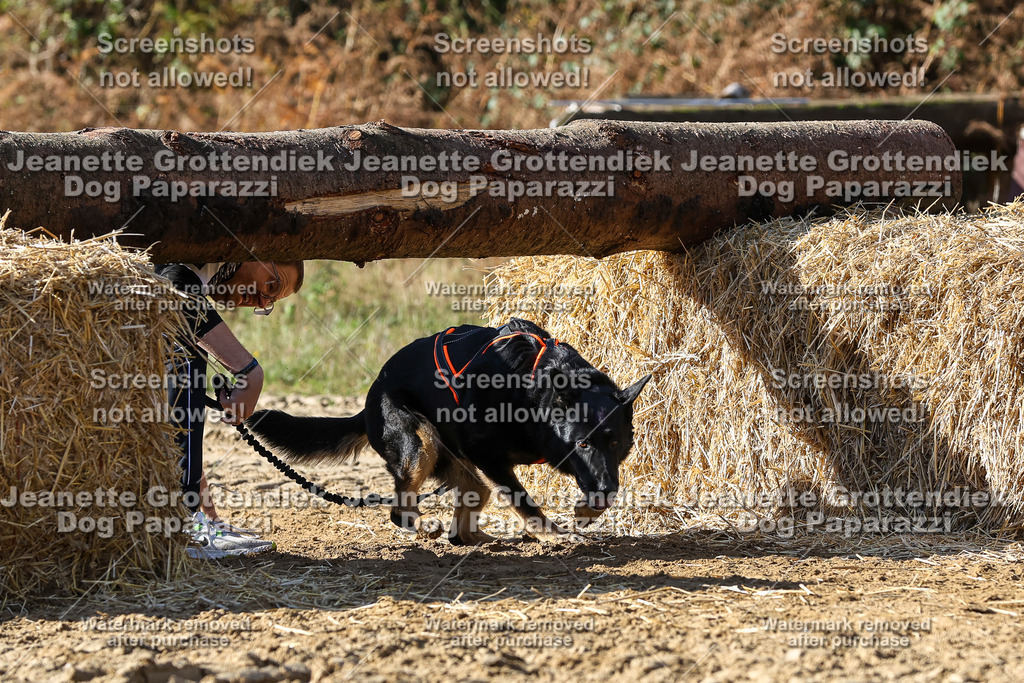 Dog Paparazzi - Strongdog 10-25-4806 | Dog Paparazzi Jeanette Grottendiek Fotografie & Videografie - Realisiert mit Pictrs.com