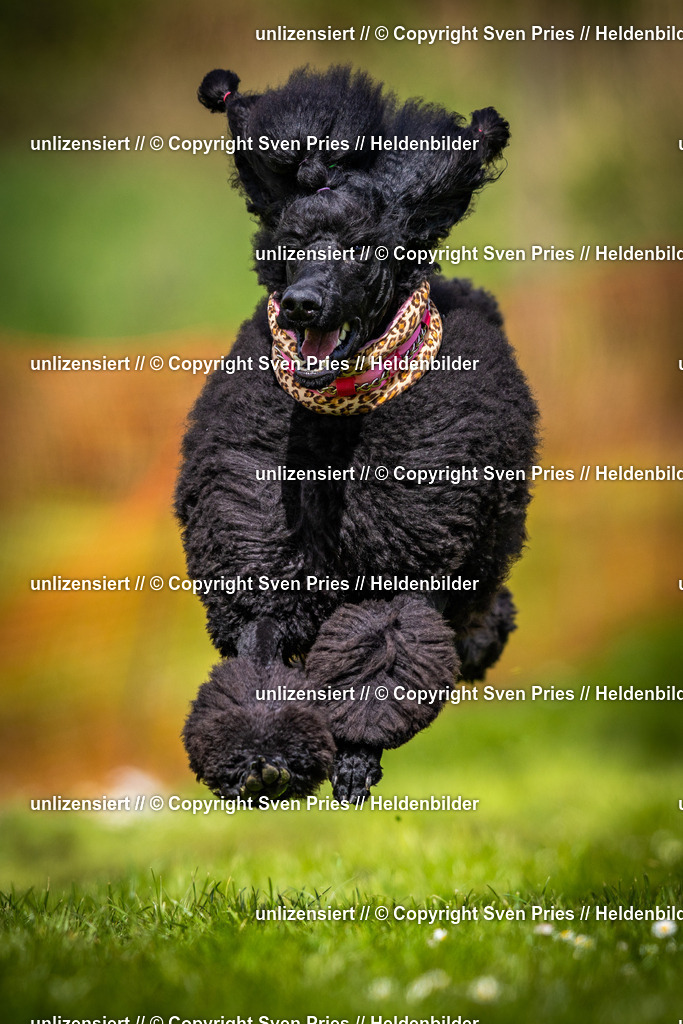 Sven Pries | 2025-04-13 - Hunderennen Baden-Baden - Realisiert mit Pictrs.com