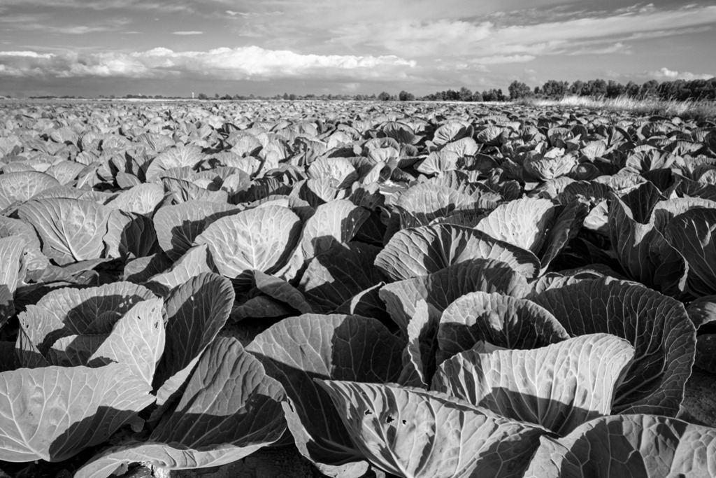 Weißkohlfeld | Ein Weißkohlfeld auf fruchtbarem Marschboden im Kreis Dithmarschen, Schleswig-Holstein. — Auflösung des Originals: 6015 x 4010 px. - Realisiert mit Pictrs.com