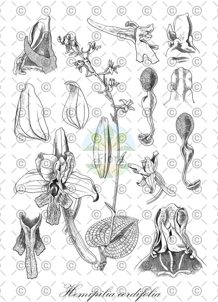 HistAbb_wfo-0001143238_1_ENZY_Simple | Historische Abbildung von Hemipilia cordifolia - Orchidaceae | Historical Illustration of Hemipilia cordifolia - Orchidaceae
