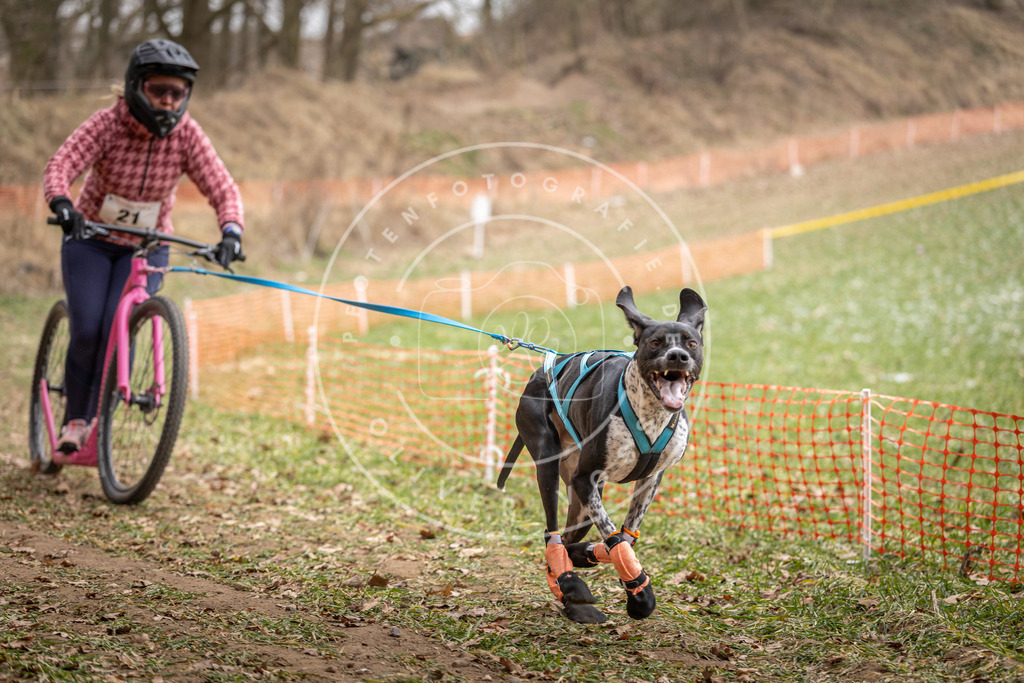 Pfotenfotografie_DV3A7221 | Hundefotografie, Tierfotograf, Pfotenfotografie, Fotoshooting Hund, Hunde Portrait, Hundesport, Hundeportraits, Heideshooting, Hunde, Sportfotograf, Hundefotograf, Turnierhundsport, THS,  - Realisiert mit Pictrs.com