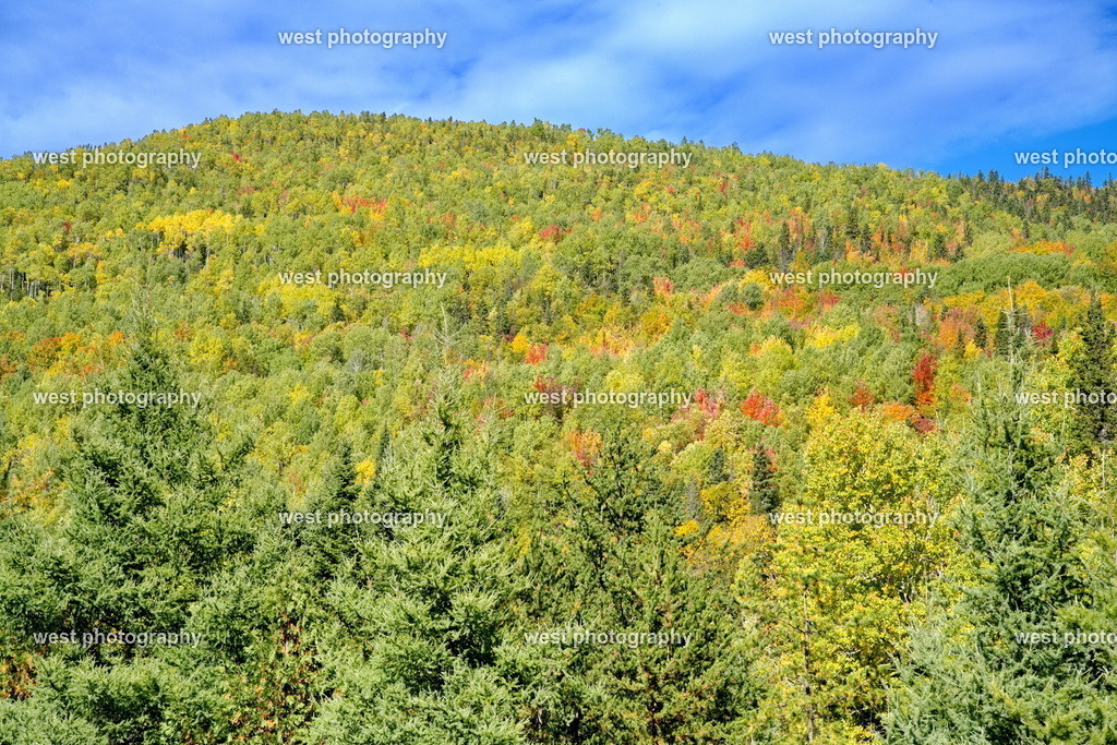 Canada Forest 1 - CAN 2022 | west photography - Realisiert mit Pictrs.com