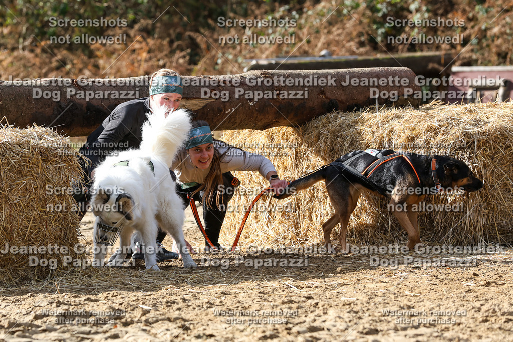 Dog Paparazzi - Strongdog 10-25-5664 | Dog Paparazzi Jeanette Grottendiek Fotografie & Videografie - Realisiert mit Pictrs.com