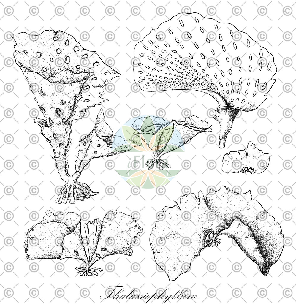 HistAbb_wfo-0001078230_1_ENZY_Simple | Historische Abbildung von Thalassiophyllum - Costariaceae (0) | Historical Illustration of Thalassiophyllum - Costariaceae (0)