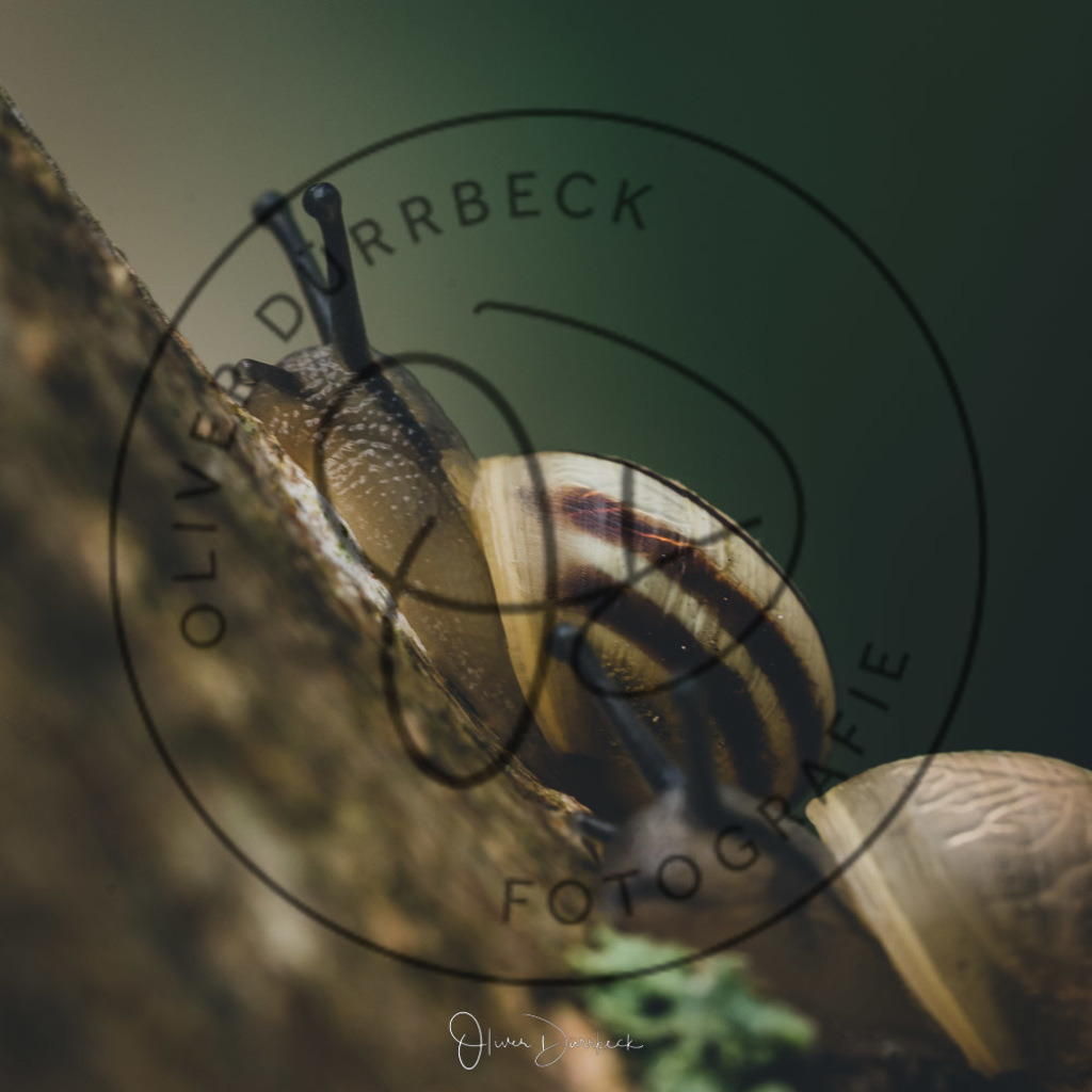 natur-tiere-12 | Shop für Kindergartenfotografie und andere Fotoprodukte von Oliver Dürrbeck Fotografie. - Realisiert mit Pictrs.com