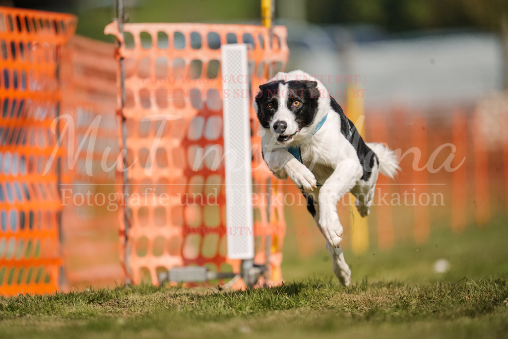 20250928_Hunderennen-484 | MuT (Mensch und Tier) mit Mona - Fotografie und Tierkommunikation - Realisiert mit Pictrs.com
