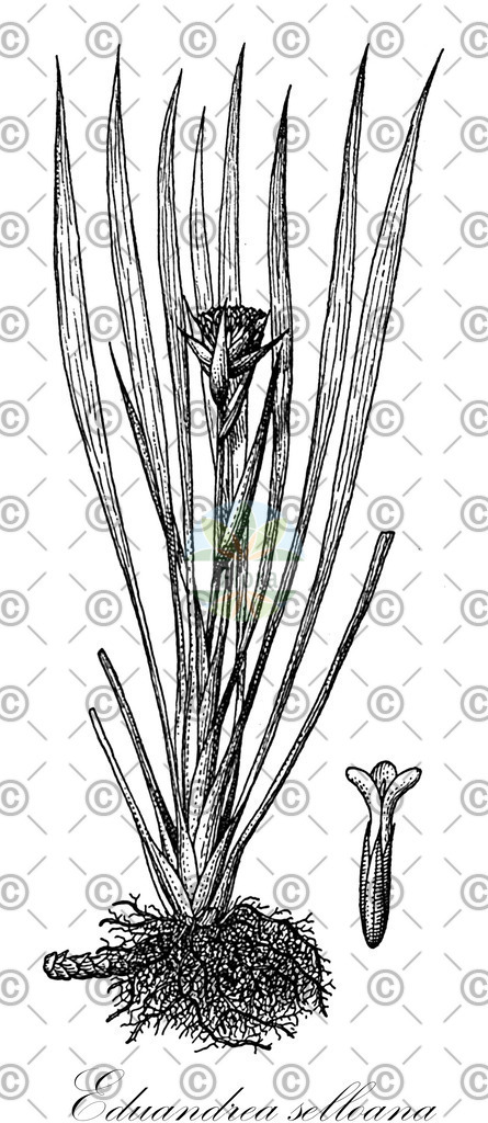 HistAbb_wfo-0000663317_1_ENZY_Simple | Historische Abbildung von Eduandrea selloana - Bromeliaceae | Historical Illustration of Eduandrea selloana - Bromeliaceae