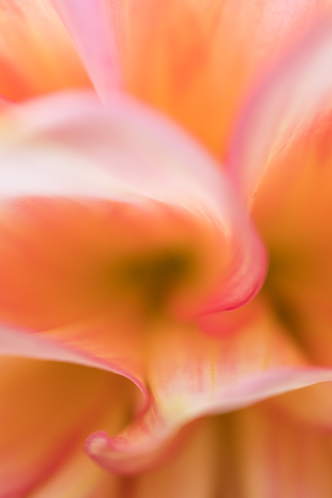 d_2021_08_0574 | Dekorativ-Dahlie "Mrs. Swanee Hunt" - Realisiert mit Pictrs.com