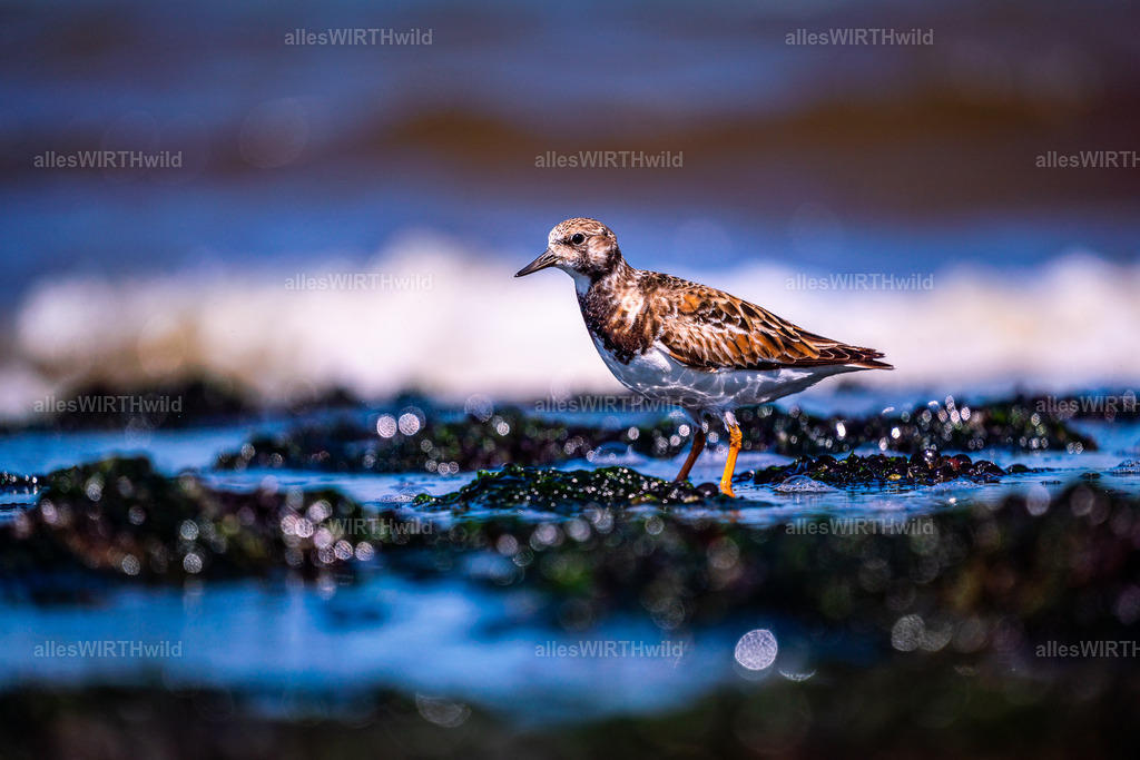Daniel Wirth - www.allesWIRTHwild.de -20210529-_AWG8919 | Entdecke die faszinierende Welt der Natur- und Wildlife-Fotografie von Daniel und Bärbel. Inspirierende Bilder von wilden Tieren und kleinen Naturwundern.