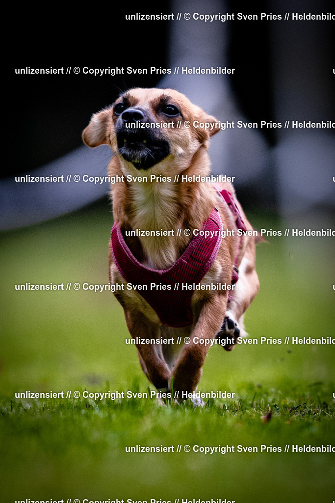 Sven Pries | 2025-10-03 - Hunderennen Obergrombach - Realisiert mit Pictrs.com