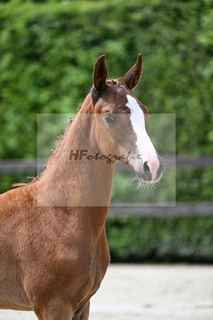Kat-Nr. 3 Bon Esprit x Zackerey_Riederer_25240183 | hf-fotografie - Realisiert mit Pictrs.com