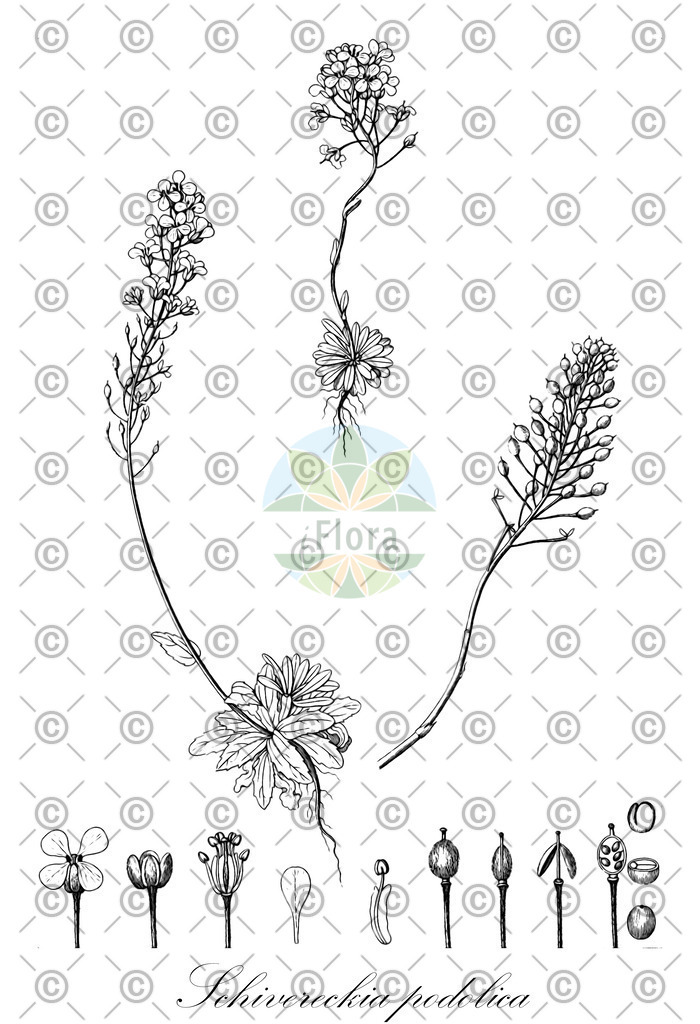 HistAbb_wfo-0000898064_1_ENZY_Simple | Historische Abbildung von Schivereckia podolica - Brassicaceae | Historical Illustration of Schivereckia podolica - Brassicaceae