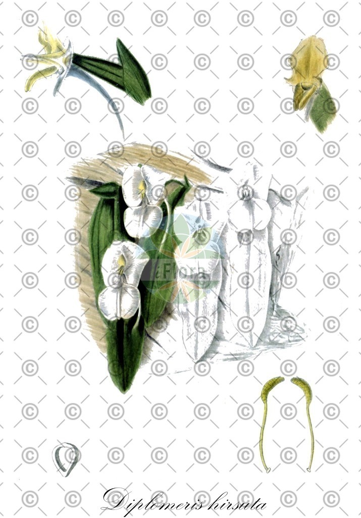 HistAbb_wfo-0000650314_1_ENZY_Simple | Historische Abbildung von Diplomeris hirsuta - Orchidaceae | Historical Illustration of Diplomeris hirsuta - Orchidaceae