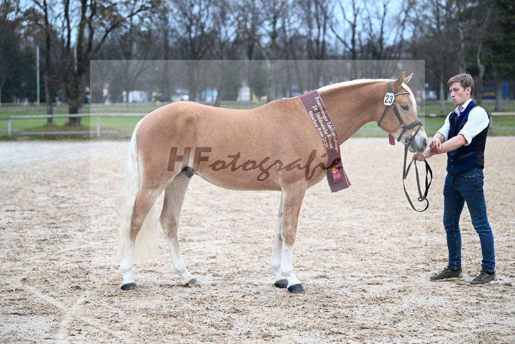 Kat-Nr. 23 Maverick v. Manu_Lechner_48251878 | hf-fotografie - Realisiert mit Pictrs.com