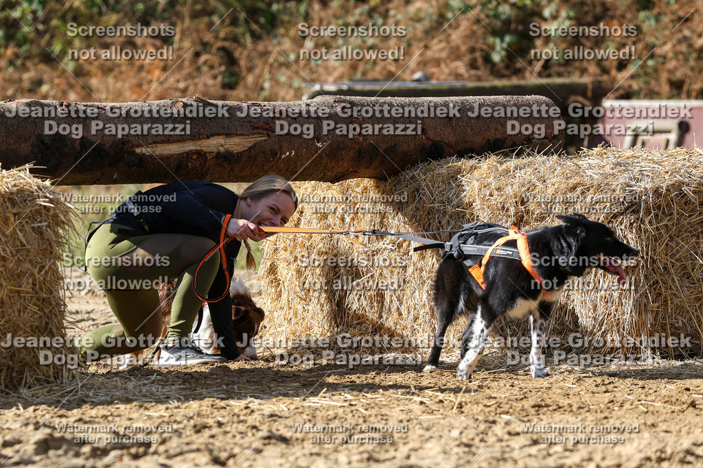 Dog Paparazzi - Strongdog 10-25-4880 | Dog Paparazzi Jeanette Grottendiek Fotografie & Videografie - Realisiert mit Pictrs.com