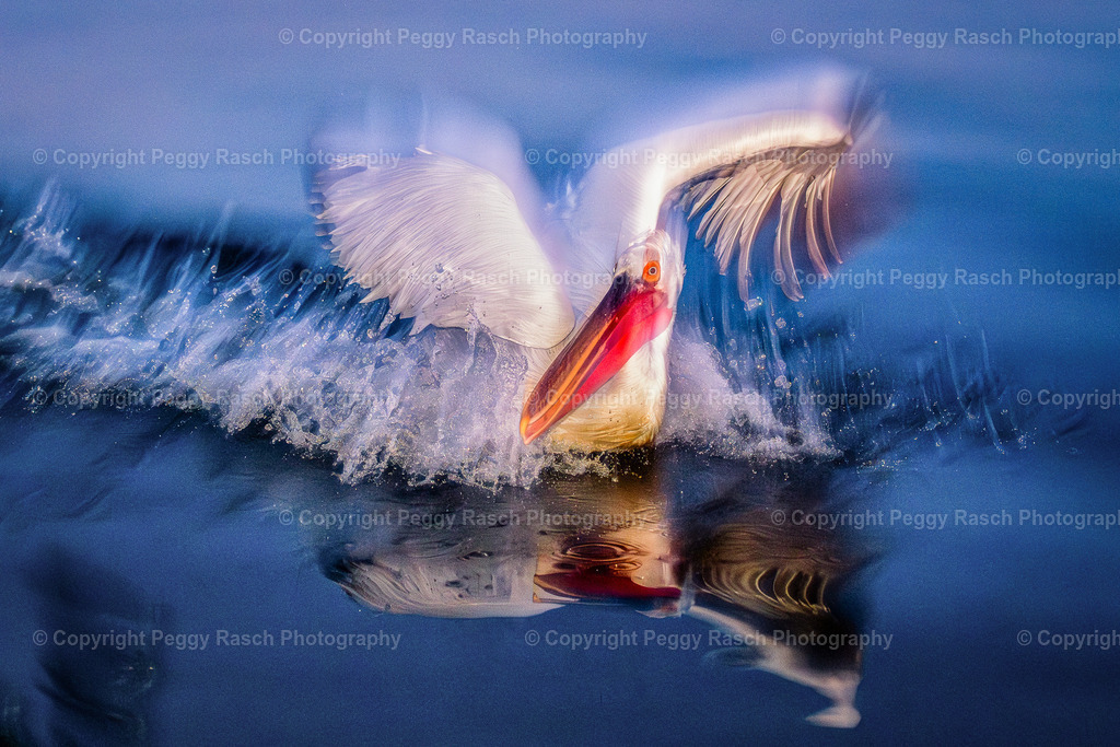 Pelikane_2024_groß next4-6 | PeggyRaschPhotography - Realisiert mit Pictrs.com