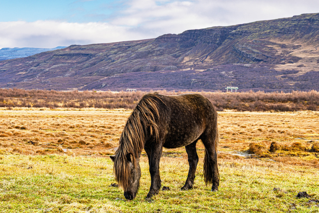 Islandpferd auf der Weide auf der Insel Island | Islandpferd auf der Weide auf der Insel Island.