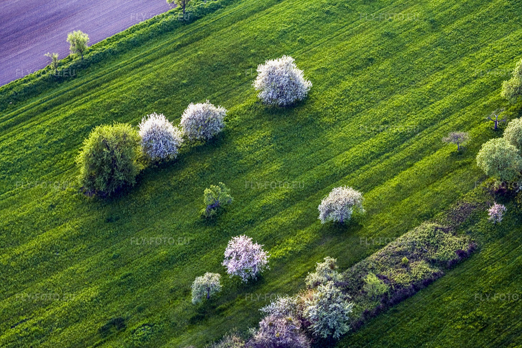 Vue aérienne: Arbres fruitiers en fleurs blanches sur une prairie verdoyante à Dürrenbach à Walbourg dans le département Bas Rhin, France. Photo: IMG_10673.jpg prise le 04/05/2008 par Werner Riehm/FLY-FOTO.eu – Résolution de l'original: 3456 x 2304 px