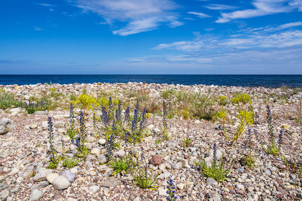 Das Geröllfeld Neptuni Åkrar an der Ostseeküste auf der Insel Öland in Schweden | Das Geröllfeld Neptuni Åkrar an der Ostseeküste auf der Insel Öland in Schweden.