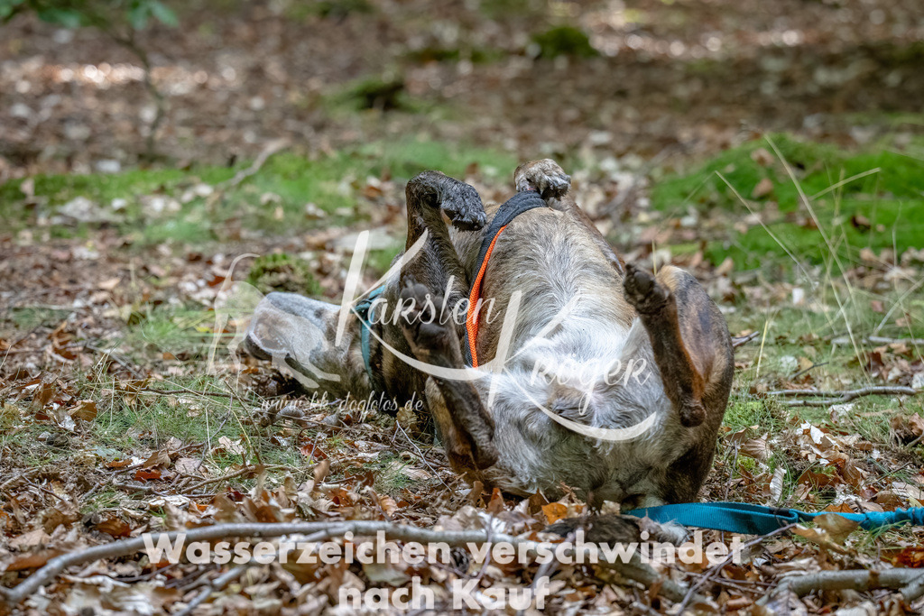 1241_ZZ90970-Bearbeitet | kk-dogfotos