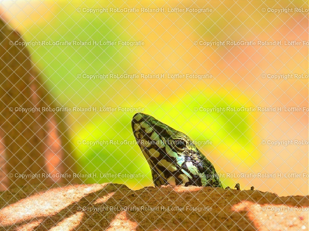 IMG_8793_ZS | Wandfotos und Wandbilder für Büro, Kanzlei, Praxis und Unternehmen in höchster Qualität. Verfügbar als Jahreskalender, Holzdruck, Leinwand, Forex-Fotodruck, Alu-Dibond, Acrylglas, Akustikbilder. - Realisiert mit Pictrs.com