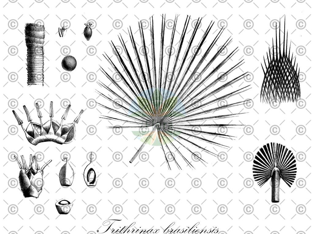 Foto_EMP_9902663_1_FLORAD_SIMPLE | Historische Abbildung von Trithrinax brasiliensis - Arecaceae | Historical Illustration of Trithrinax brasiliensis - Arecaceae