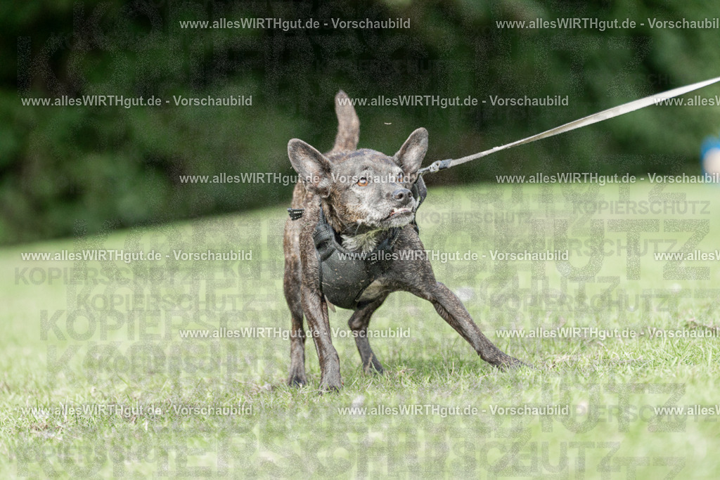 Hundeschwimmen_Volksbad_2026-allesWIRTHgut_Tierfotografie-2609061526-7R501522 | Professionelle Tierfotografie in Mönchengladbach von Daniel Wirth (allesWIRTHgut). Liebevolle & natürliche Bilder von Hunden & Katzen für unvergessliche Erinnerungen.
