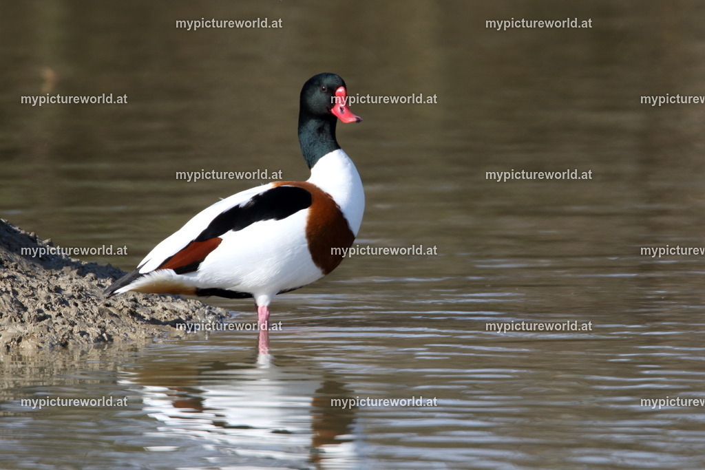 Brandgans-038 | Das Bilderarchiv über Tiere, Planzen und Landschaften. In der Bilddatenbank finden Sie ein große Auswahl an hochwertigen Bilder für Ihre Werbung - Realisiert mit Pictrs.com