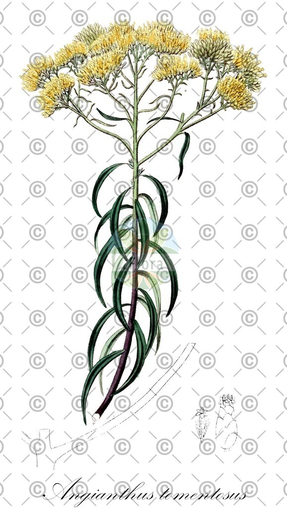 HistAbb_wfo-0000076260_1_ENZY_Simple | Historische Abbildung von Angianthus tomentosus - Asteraceae | Historical Illustration of Angianthus tomentosus - Asteraceae