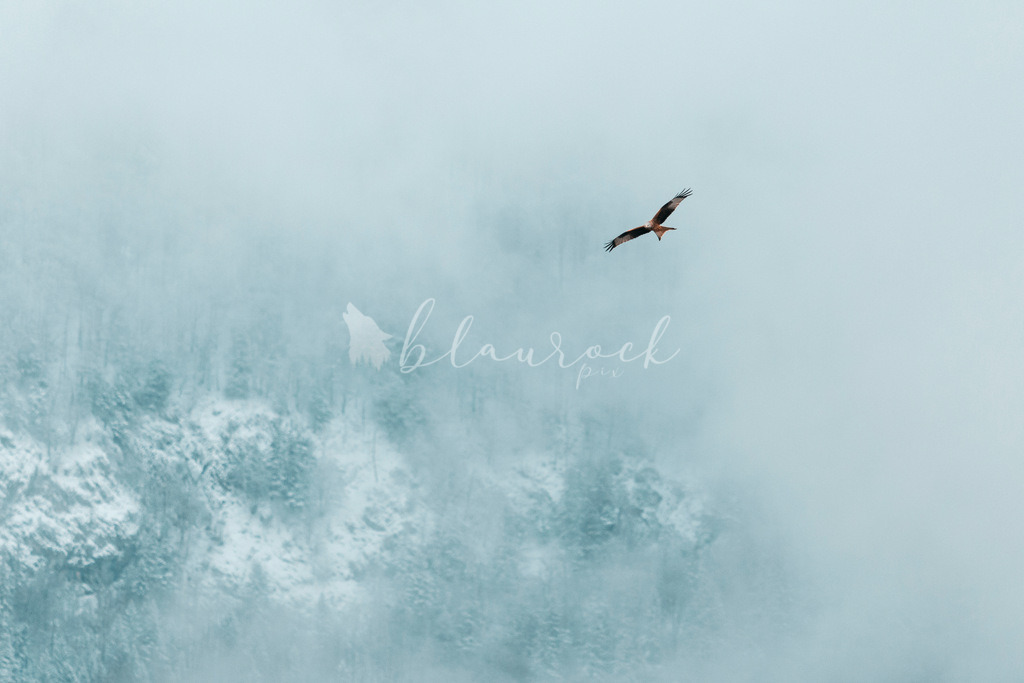 701A5419 | Sportbilder, Sportfotograf, Hochzeits- und Eventfotografin, Flugshows, Portraits und Tiershooting, Aviation, Downhill, Nationalleague, Swissleague, International