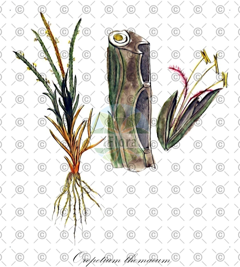 HistAbb_wfo-0001299470_1_ENZY_Simple | Historische Abbildung von Oropetium thomaeum - Poaceae | Historical Illustration of Oropetium thomaeum - Poaceae