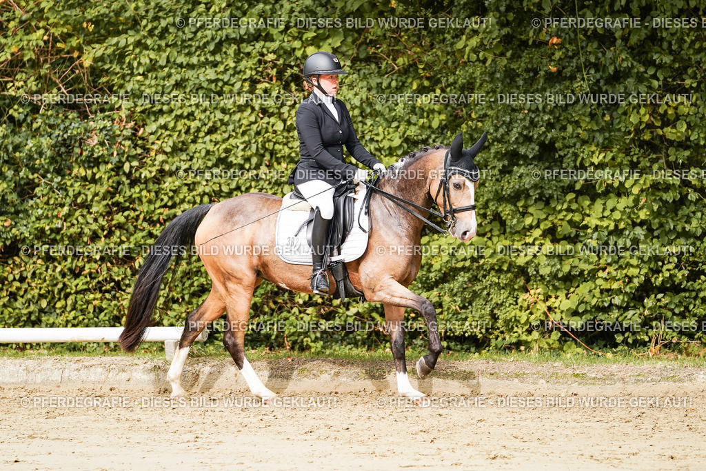 DSC02804 | Pferdegrafie