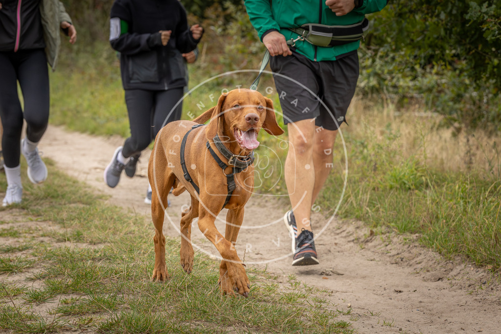 Pfotenfotografie_DV3A6451 | Hundefotografie, Tierfotograf, Pfotenfotografie, Fotoshooting Hund, Hunde Portrait, Hundesport, Hundeportraits, Heideshooting, Hunde, Sportfotograf, Hundefotograf, Turnierhundsport, THS,  - Realisiert mit Pictrs.com