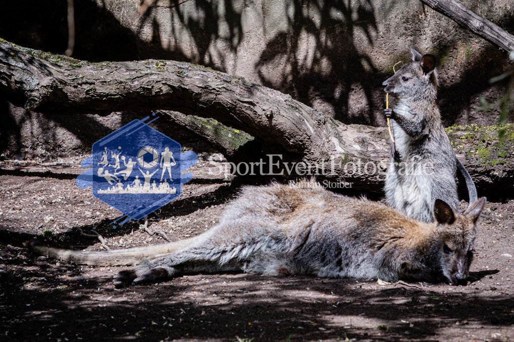 IMG_6858 | SportEventFotografie - Roman Stoiber