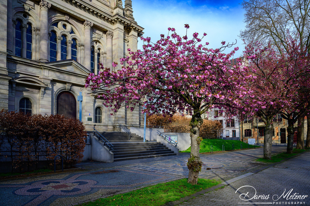 Blühten vor der Christuskirche in Mainz | Blühten vor der Christuskirche in Mainz