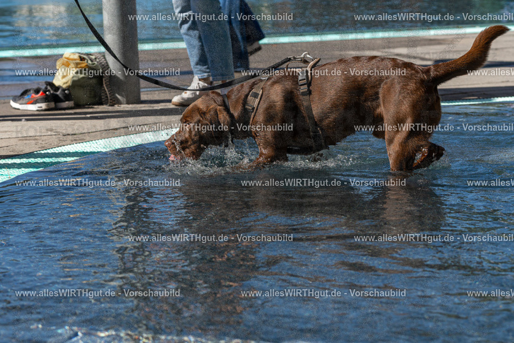 Hundeschwimmen_Volksbad_2026-allesWIRTHgut_Tierfotografie-2609061046-FAY05996 | Professionelle Tierfotografie in Mönchengladbach von Daniel Wirth (allesWIRTHgut). Liebevolle & natürliche Bilder von Hunden & Katzen für unvergessliche Erinnerungen.