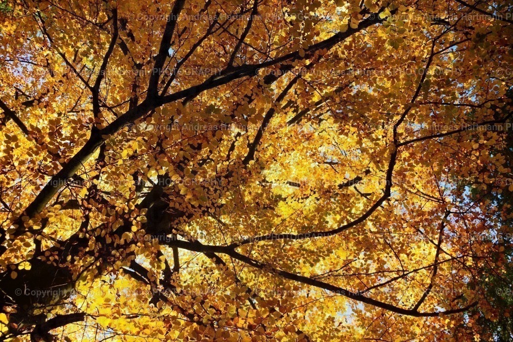 Buchenkrone mit Herbstlaub | Buchenkrone mit Herbstlaub - Realisiert mit Pictrs.com