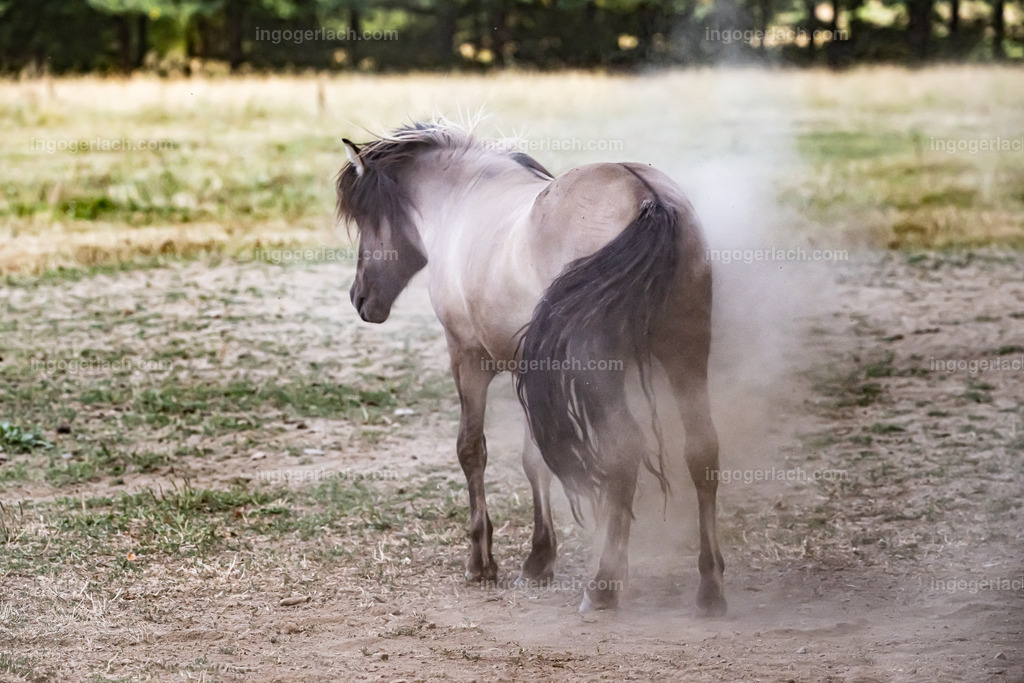 NZ9_9576 | Betzdorf(Deutschland Der deutsche Naturfotograf  Ingo Gerlach/69 aus Betzdorf in Deutschland war Anfang August 2022 auf dem Weg zu „seiner“ Herde mit Islandhengsten. Diese Herde mit rund 14 Hengsten fotografiert Gerlach bereits seit mehreren Jahren. Diesmal wollte der Naturfotograf schauen wie es den Hengsten geht. Es war der heißeste August seit Beginn der Wetteraufzeichnung. Das Thermometer zeigte an diesem Vormittag bereits 38 Grad an. Die Hitze würde sicherlich auch den Tieren zu schaffen machen. Als Gerlach an der sehr weiträumigen Weide ankam sah er schon die Staubwolken. Schnell positionierte er die Nikon Z9 mit dem Superzoom 180 bis 400mm und einschwenkbarem Konverter auf seinem Stativ. Schnell hatte er die ersten Bilder auf der Speicherkarte. Das Verhalten der Hengste war typisch für die Isländer. Sie wälzten sich im Staub um lästiges Ungeziefer los zu werden. Zudem kühlte die Staubschicht auf der Haut auch ein wenig. Obwohl reichlich Staub vorhanden war, kämpften die Hengste immer wieder um den besten und staubigsten Platz.  Dadurch das der Staub in die Höhe ging ergaben sich „herrliche Fotos. Als der Fotograf seine Bilder im Kasten hatte checkte er noch ob die Hengste auch genügend Wasser zur Verfügung hatten, Hatten sie. Ein Brunnen lieferte das lebensnotwendige Nass. 