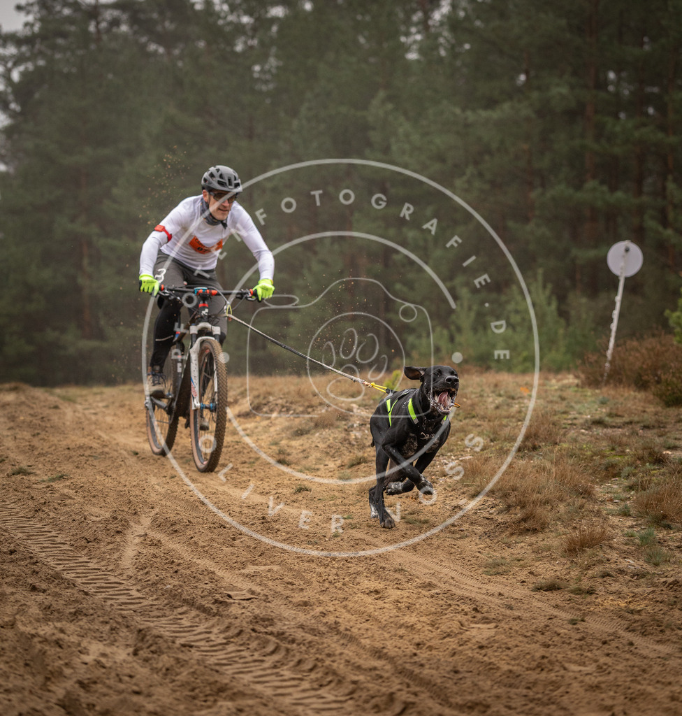 Pfotenfotografie_DV3A2624 | Hundefotografie, Tierfotograf, Pfotenfotografie, Fotoshooting Hund, Hunde Portrait, Hundesport, Hundeportraits, Heideshooting, Hunde, Sportfotograf, Hundefotograf, Turnierhundsport, THS,  - Realisiert mit Pictrs.com