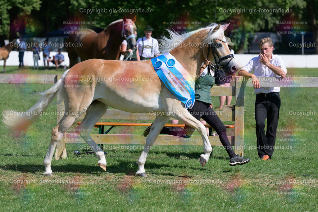 11_Lady-Cool_v.Wetterstein_Gossner_250621_22 | gis-fotografie