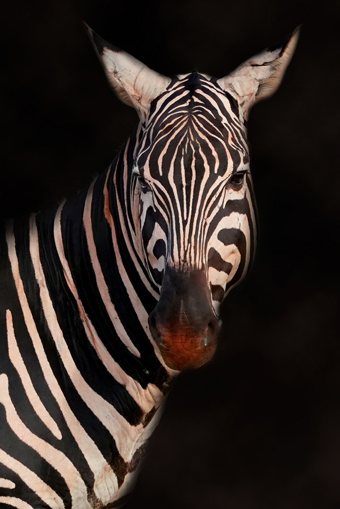 Zebra (Low Key) | Kenia | Premium-Wandbild von justsomewhere.com: Eine künstlerische Low-Key-Aufnahme eines Zebras vor einem tiefschwarzen Hintergrund, die den Fokus rein auf das grafische Muster des Fells legt. - Realisiert mit Pictrs.com