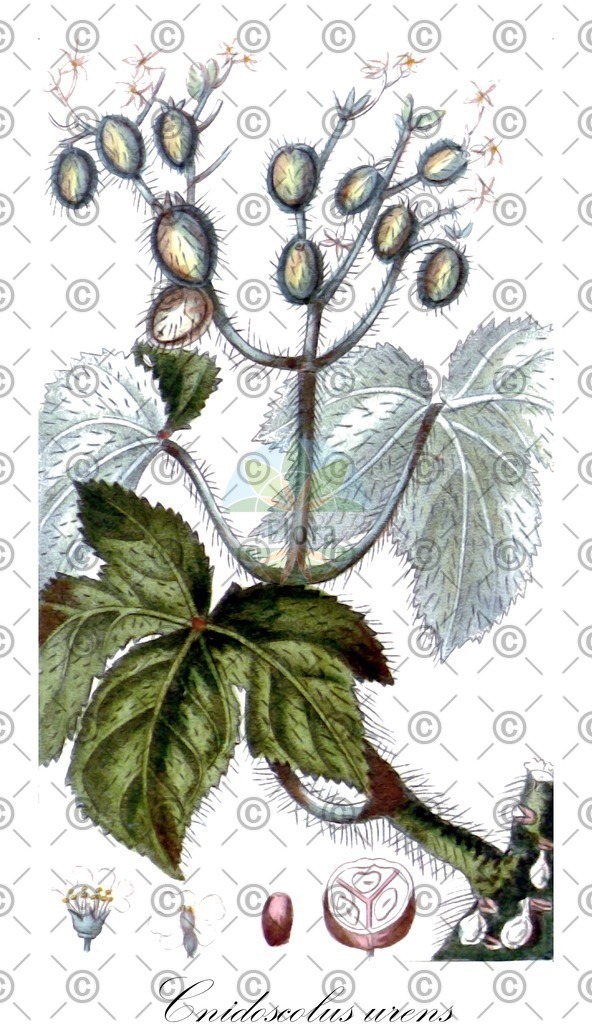 HistAbb_wfo-0000612857_1_ENZY_Simple | Historische Abbildung von Cnidoscolus urens - Euphorbiaceae | Historical Illustration of Cnidoscolus urens - Euphorbiaceae