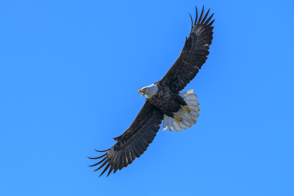 Weißkopfseeadler © Holger Rüdel | Weißkopfseeadler an der Pazifikküste in Alaska bei Anchor Point, Kenai Peninsula. - Realisiert mit Pictrs.com