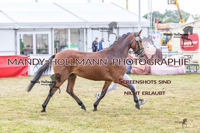 DR (337 von 2698) | mandyhollmannphotographie