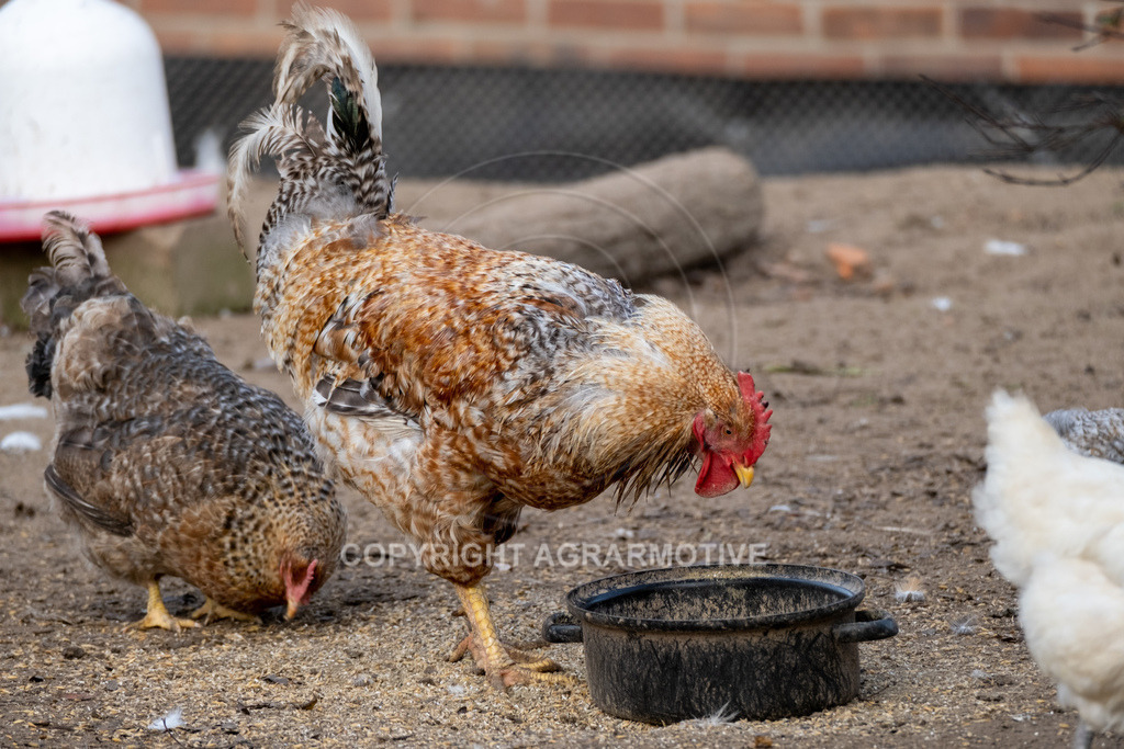 20221029-_DSF9892 | Freilaufende Biohühner in Biohaltung - Realisiert mit Pictrs.com