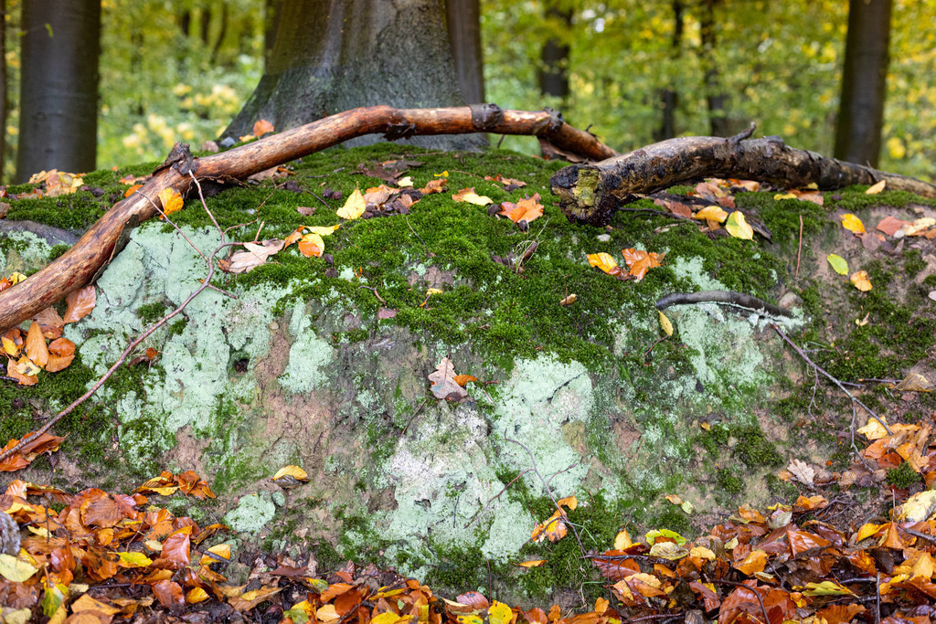 Boten des Herbstes | Aus den Wäldern rund um Wismar in Mecklenburg-Vorpommern. - Realisiert mit Pictrs.com