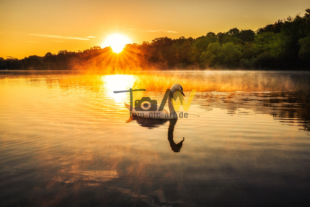 Sonnenaufgang--Max Eyth See mit Schwan | Ein wunderschöner Sonnenaufgang am Max Eyth See in Bad Cannstatt begleitet von einem sehr neugierigen Schwan.  - Realisiert mit Pictrs.com