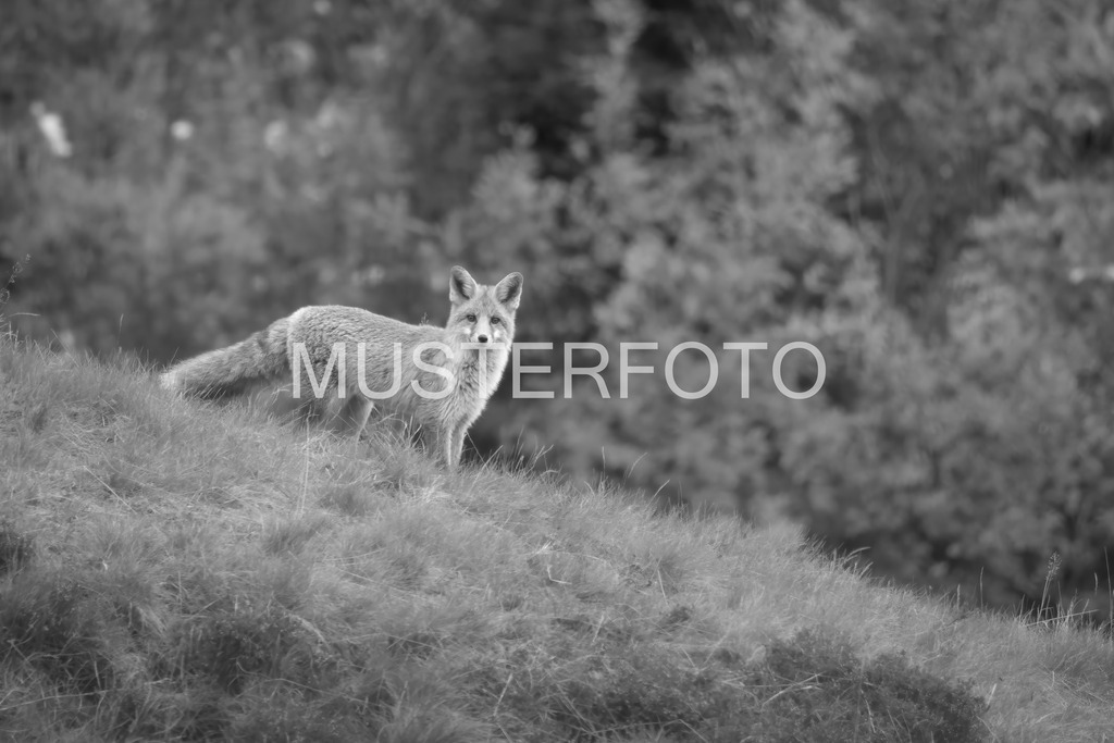 silent watcher - fox_ switzerland_swx | Authentische Landschafts- & Wildtierfotografie aus der Schweiz. Hochwertige Wandbilder, Fine-Art-Prints und Wunschmotive nach Auftrag – sorgfältig entwickelt im Grumagraphy-Style