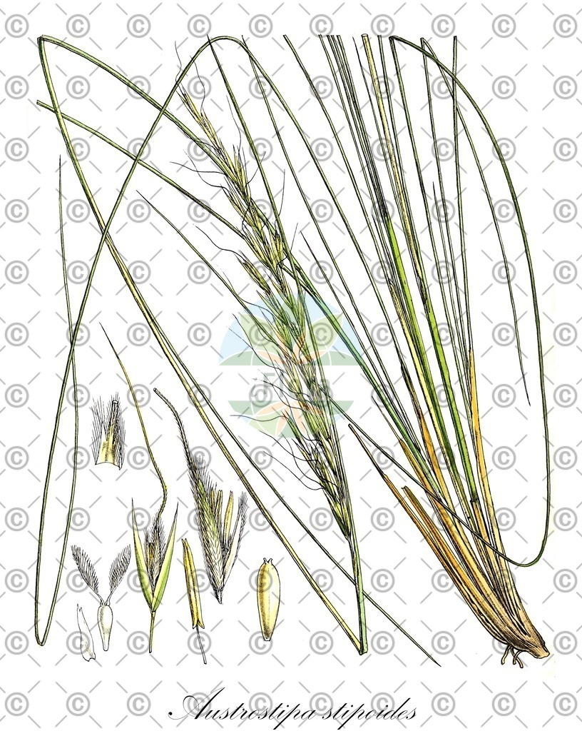 HistAbb_wfo-0000557389_1_ENZY_Simple | Historische Abbildung von Austrostipa stipoides - Poaceae | Historical Illustration of Austrostipa stipoides - Poaceae