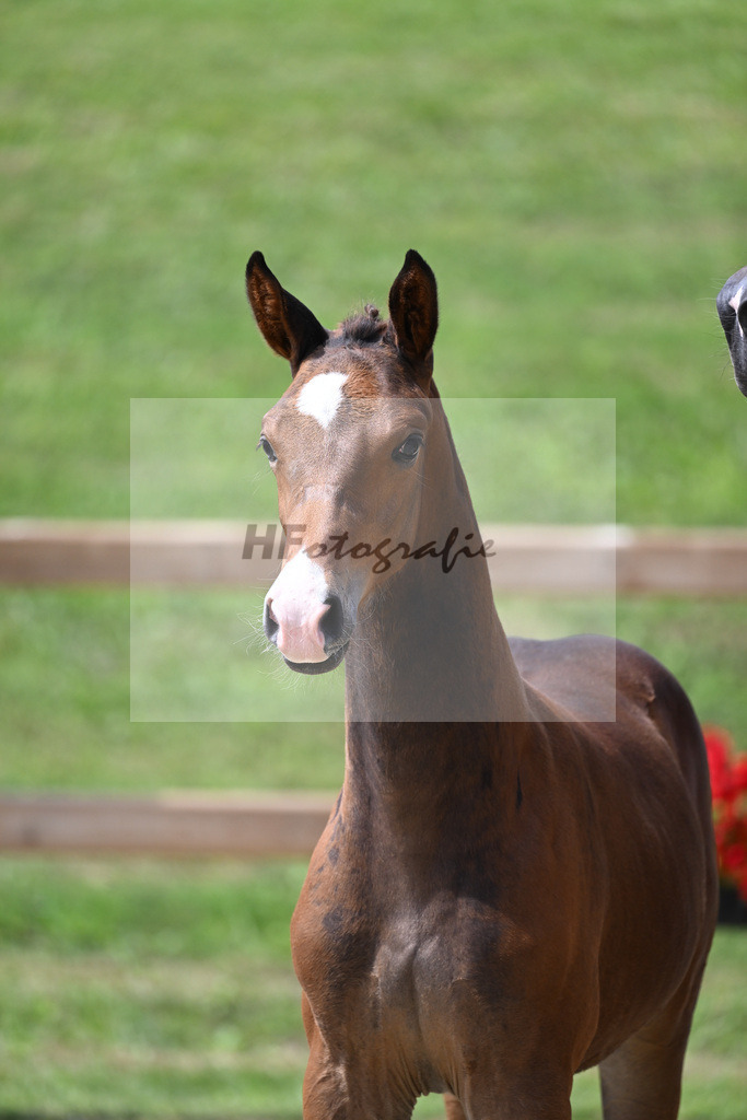 Kat-Nr. 23 SF Esmeraldo x Quidams Rubin_Weidner_28230529 | hf-fotografie - Realizzato con Pictrs.com